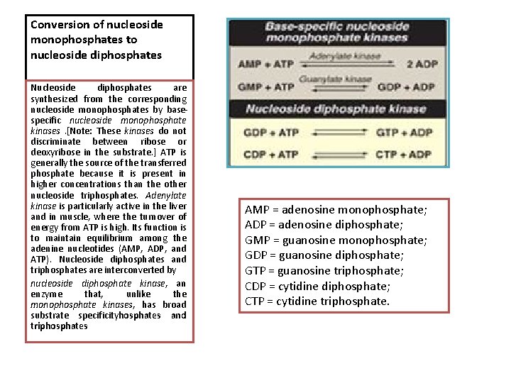 Conversion of nucleoside monophosphates to nucleoside diphosphates Nucleoside diphosphates are synthesized from the corresponding