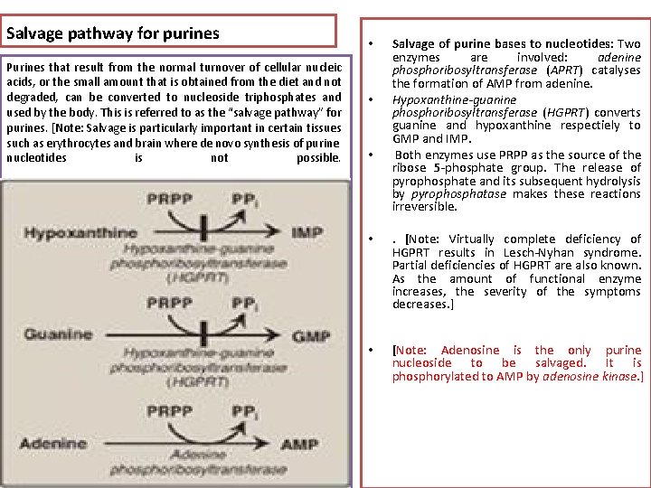Salvage pathway for purines Purines that result from the normal turnover of cellular nucleic