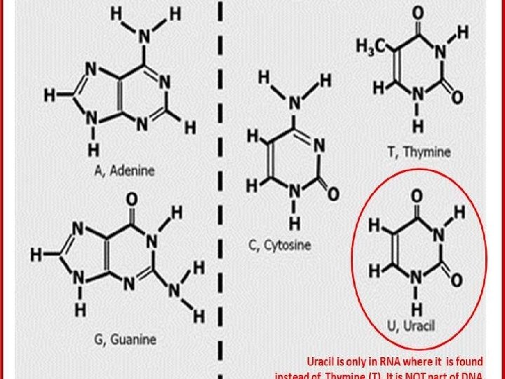 Structure of Purine and Pyrimidine 