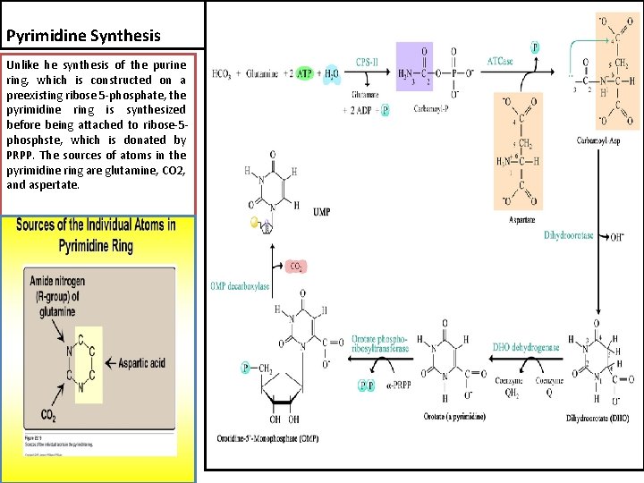 Pyrimidine Synthesis Unlike he synthesis of the purine ring, which is constructed on a