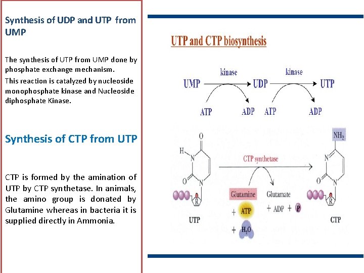 Synthesis of UDP and UTP from UMP The synthesis of UTP from UMP done