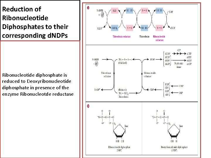 Reduction of Ribonucleotide Diphosphates to their corresponding d. NDPs Ribonucleotide diphosphate is reduced to