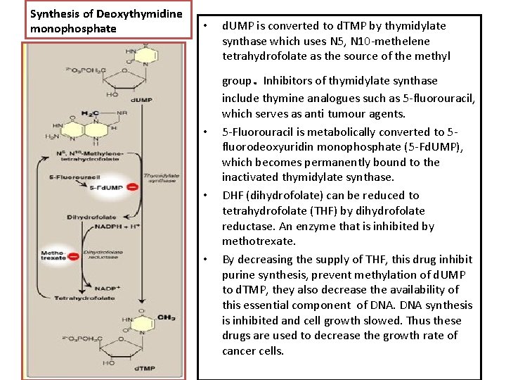 Synthesis of Deoxythymidine monophosphate • d. UMP is converted to d. TMP by thymidylate