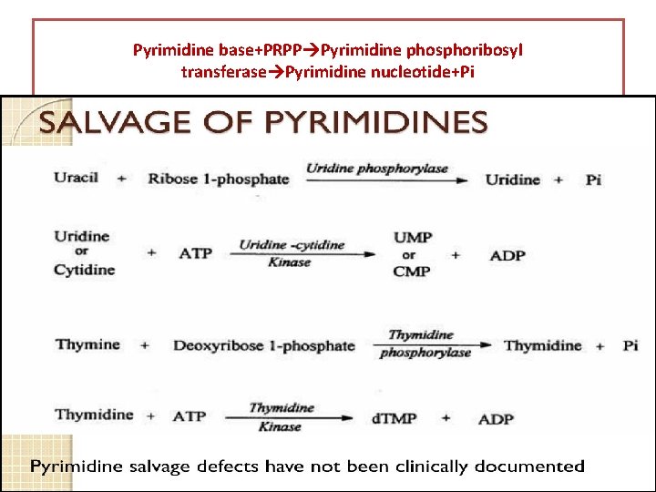 Pyrimidine base+PRPP Pyrimidine phosphoribosyl transferase Pyrimidine nucleotide+Pi 