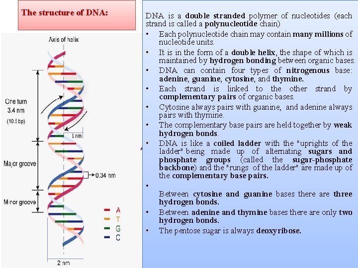 The structure of DNA: DNA is a double stranded polymer of nucleotides (each strand