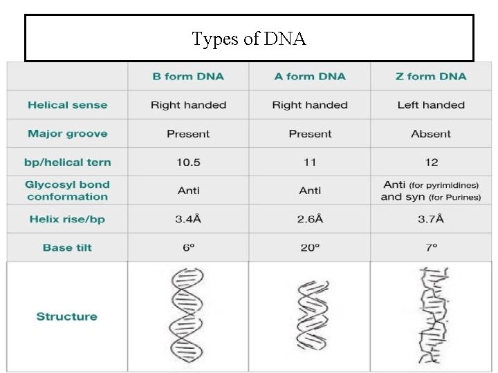 Types of DNA 