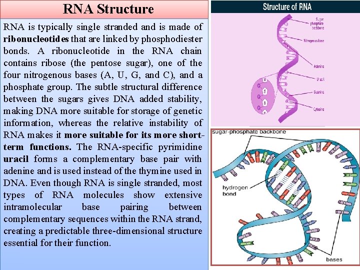 RNA Structure RNA is typically single stranded and is made of ribonucleotides that are