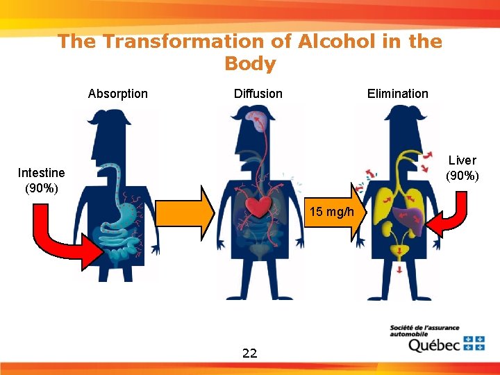 The Transformation of Alcohol in the Body Absorption Diffusion Elimination Liver (90%) Intestine (90%)