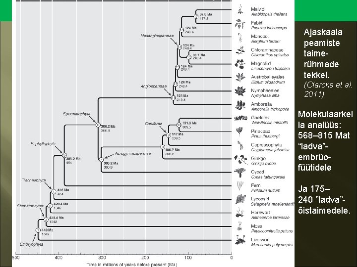 Katteseemnetaimed Ajaskaala peamiste taimerühmade tekkel. (Clarcke et al. 2011) Molekulaarkel la analüüs: 568– 815
