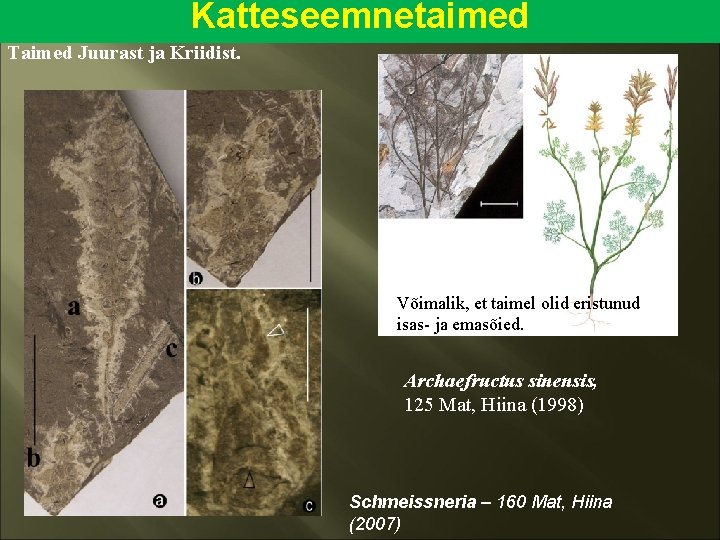 Katteseemnetaimed Taimed Juurast ja Kriidist. 5 cm Võimalik, et taimel olid eristunud isas- ja