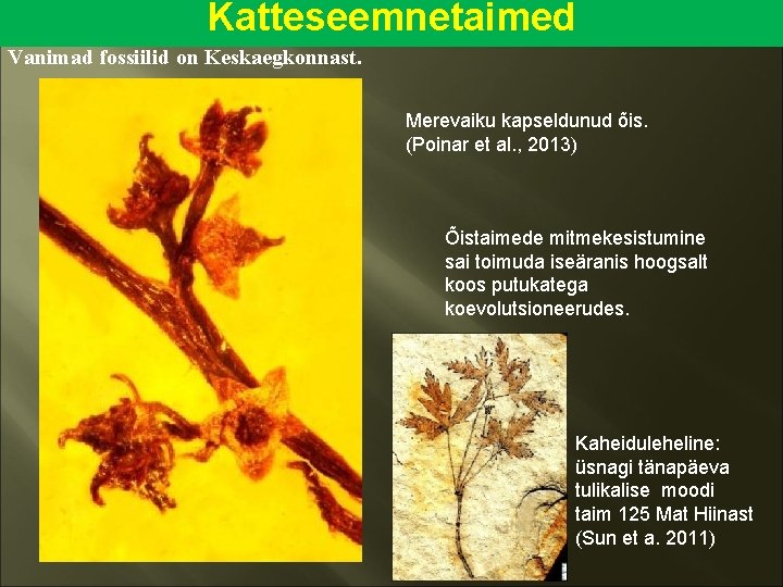 Katteseemnetaimed Vanimad fossiilid on Keskaegkonnast. Merevaiku kapseldunud õis. (Poinar et al. , 2013) Õistaimede