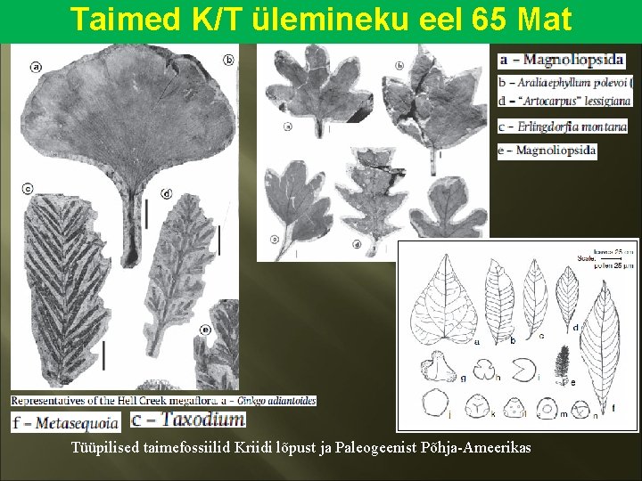 Taimed K/T ülemineku eel 65 Mat Tüüpilised taimefossiilid Kriidi lõpust ja Paleogeenist Põhja-Ameerikas 