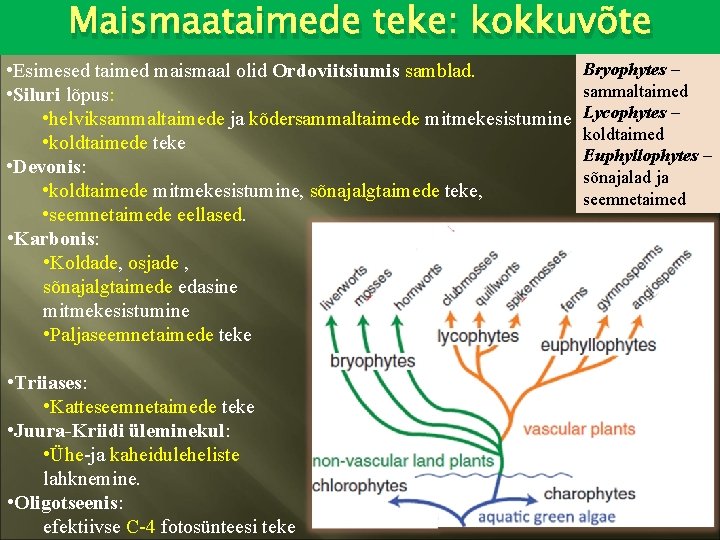 Maismaataimede teke: kokkuvõte • Esimesed taimed maismaal olid Ordoviitsiumis samblad. • Siluri lõpus: •