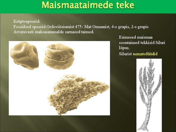 Maismaataimede teke Krüptospoorid: Fossiilsed spoorid Ordoviitsiumist 475 - Mat Omaanist, 4 -s grupis, 2