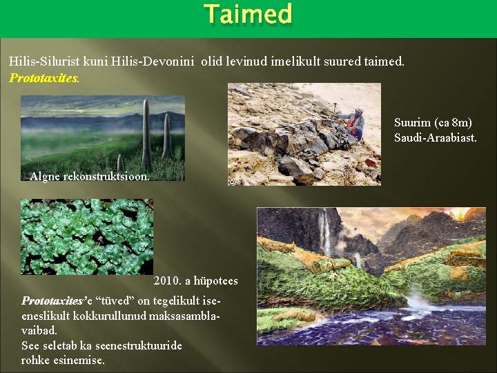 Taimed Hilis-Silurist kuni Hilis-Devonini olid levinud imelikult suured taimed. Prototaxites. Suurim (ca 8 m)