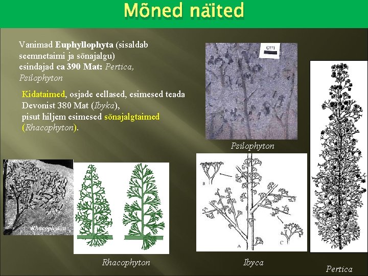 Mõned näited Vanimad Euphyllophyta (sisaldab seemnetaimi ja sõnajalgu) esindajad ca 390 Mat: Pertica, Psilophyton