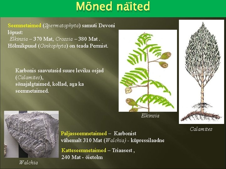 Mõned näited Seemnetaimed (Spermatophyta) samuti Devoni lõpust: Elkinsia – 370 Mat, Crossia – 380