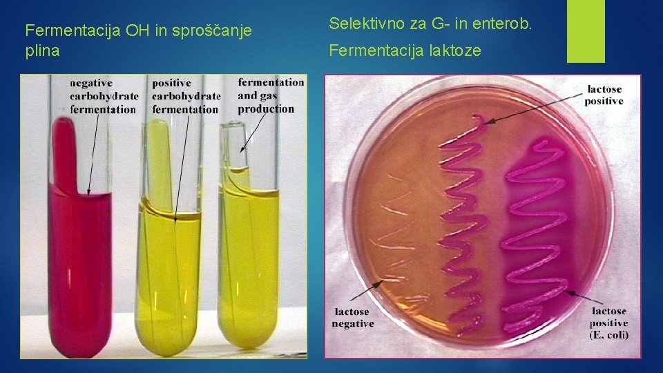 Fermentacija OH in sproščanje plina Selektivno za G- in enterob. Fermentacija laktoze 