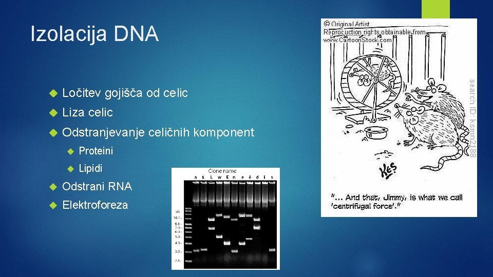 Izolacija DNA Ločitev gojišča od celic Liza celic Odstranjevanje celičnih komponent Proteini Lipidi Odstrani