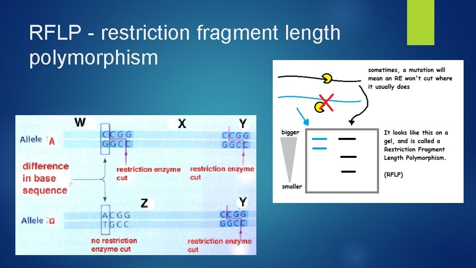 RFLP - restriction fragment length polymorphism 