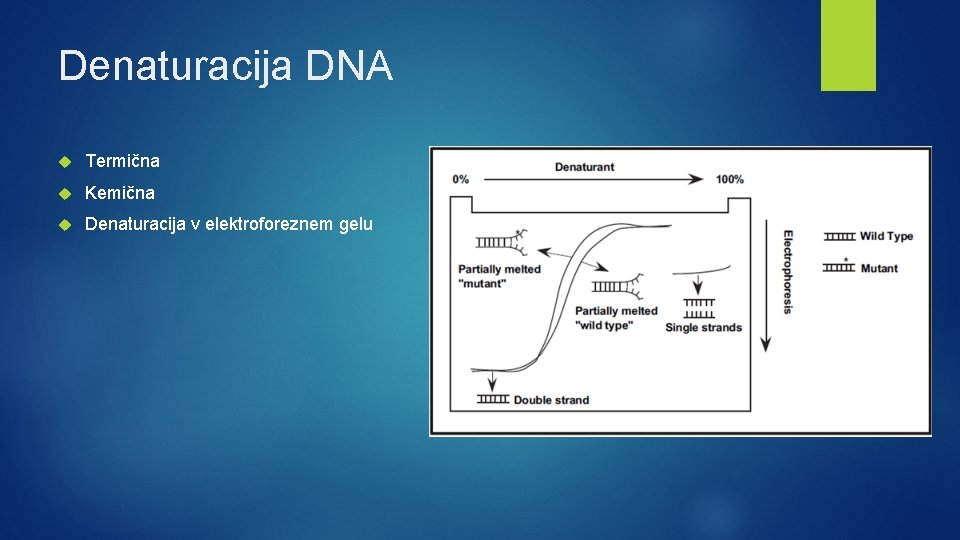 Denaturacija DNA Termična Kemična Denaturacija v elektroforeznem gelu 