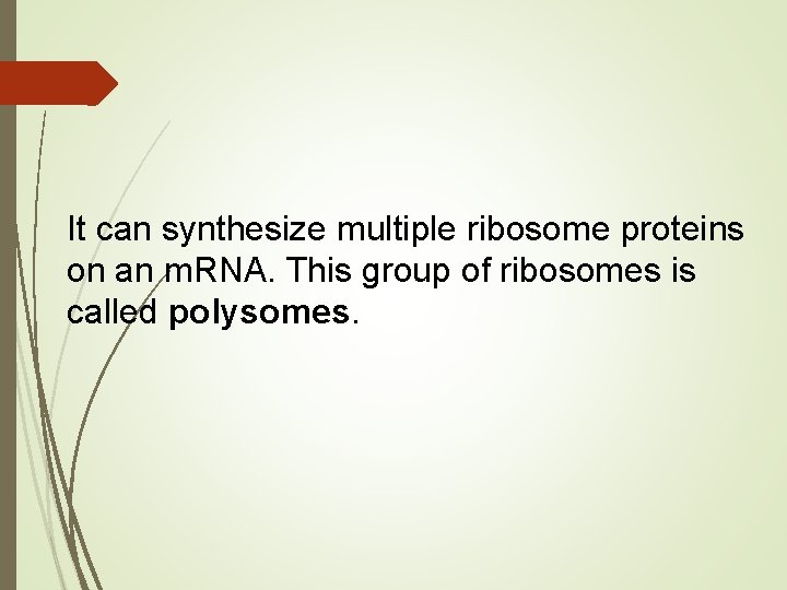 It can synthesize multiple ribosome proteins on an m. RNA. This group of ribosomes