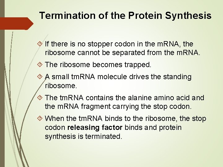 Termination of the Protein Synthesis If there is no stopper codon in the m.