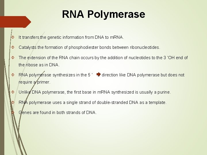 RNA Polymerase It transfers the genetic information from DNA to m. RNA. Catalysts the