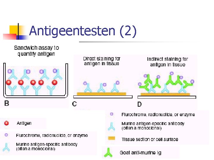 Antigeentesten (2) 