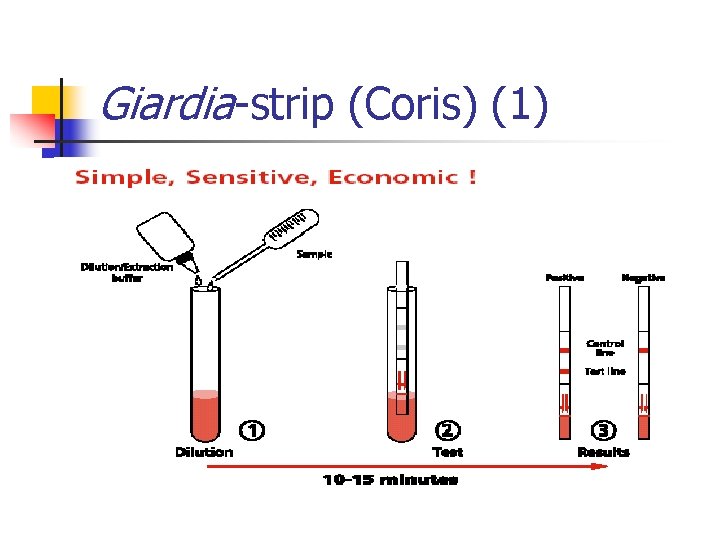 Giardia strip (Coris) (1) 