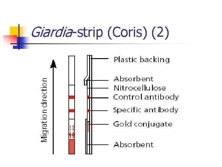 Giardia strip (Coris) (2) 