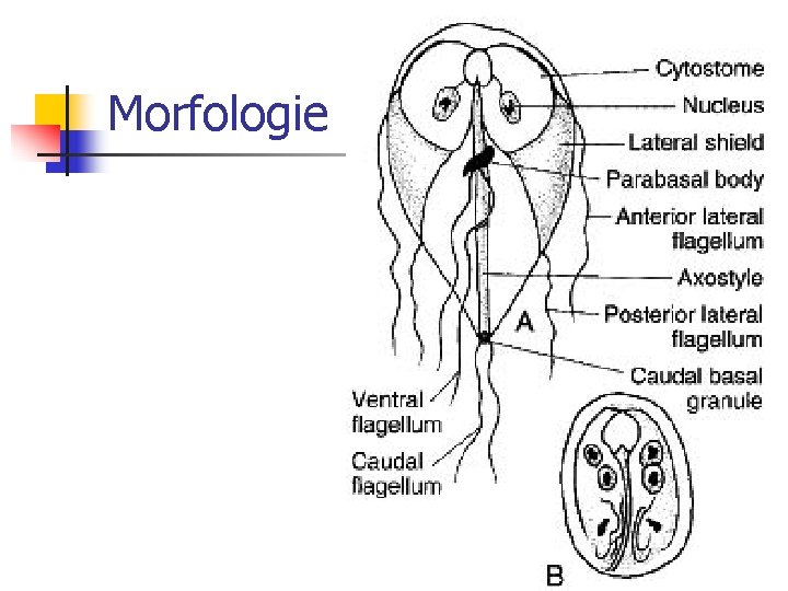 Morfologie 