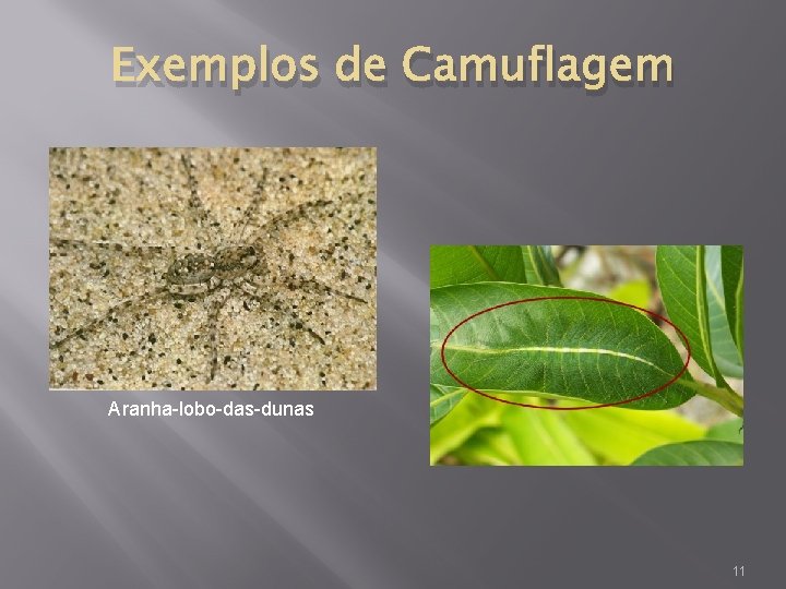 Exemplos de Camuflagem Aranha-lobo-das-dunas 11 