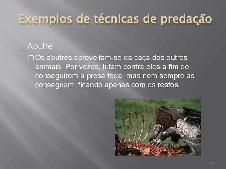 Exemplos de técnicas de predação � Abutre � Os abutres aproveitam-se da caça dos