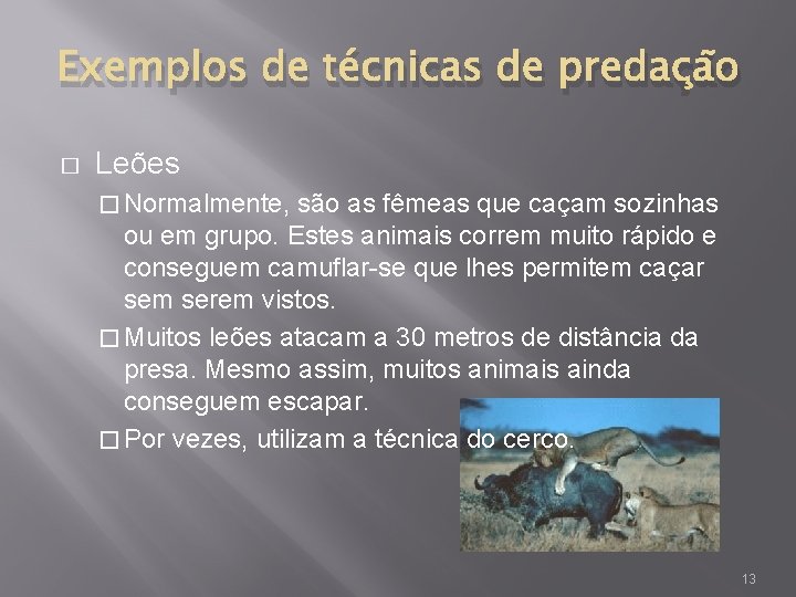 Exemplos de técnicas de predação � Leões � Normalmente, são as fêmeas que caçam