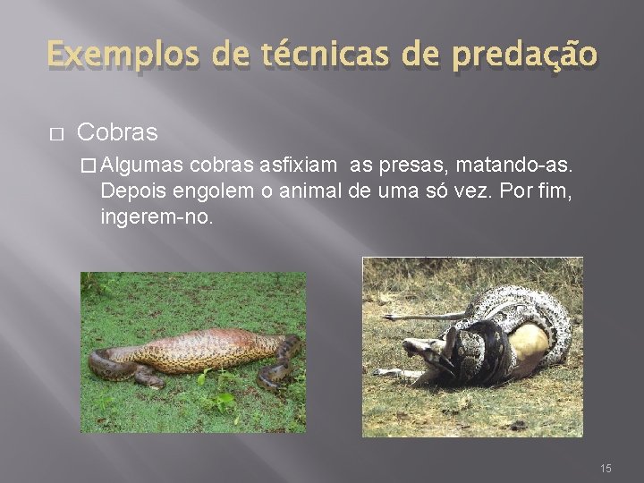 Exemplos de técnicas de predação � Cobras � Algumas cobras asfixiam as presas, matando-as.