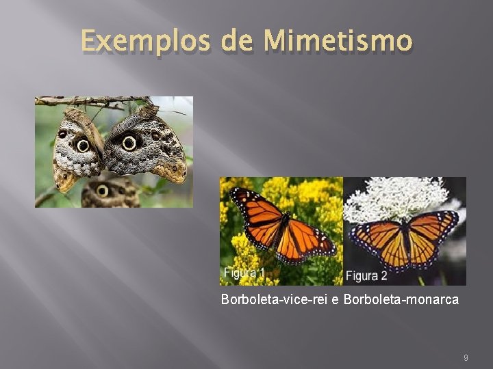 Exemplos de Mimetismo Borboleta-vice-rei e Borboleta-monarca 9 