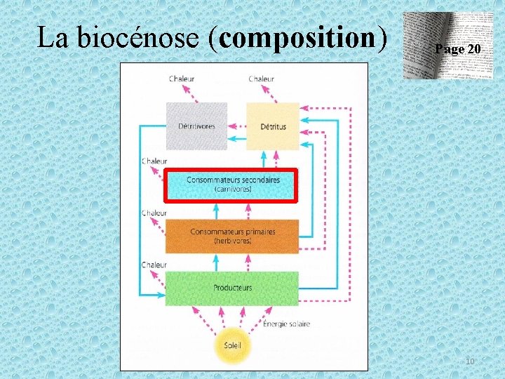 La biocénose (composition) Page 20 10 