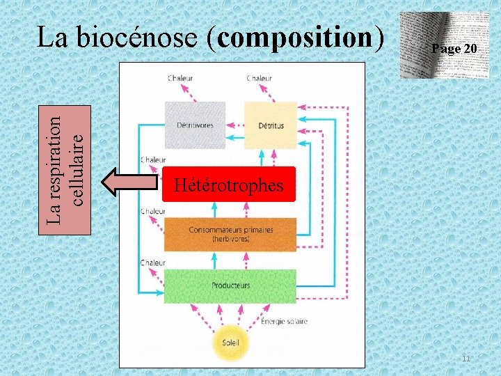 La respiration cellulaire La biocénose (composition) Page 20 Hétérotrophes 11 