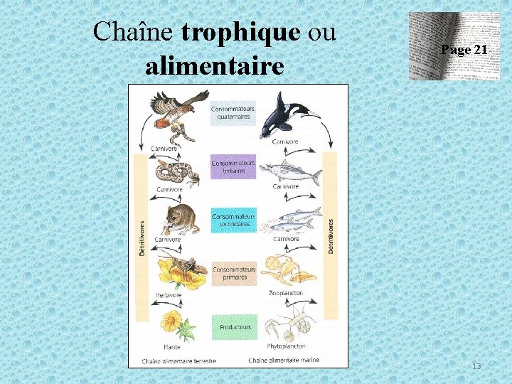 Chaîne trophique ou alimentaire Page 21 13 