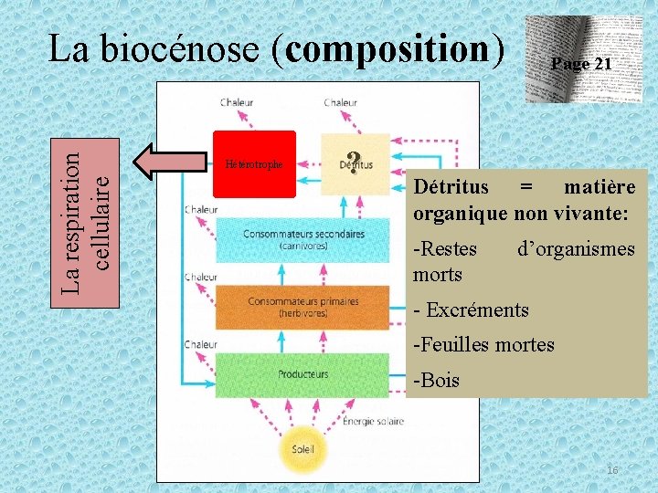 La respiration cellulaire La biocénose (composition) Hétérotrophe ? Page 21 Détritus = matière organique