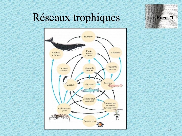 Réseaux trophiques Page 21 18 