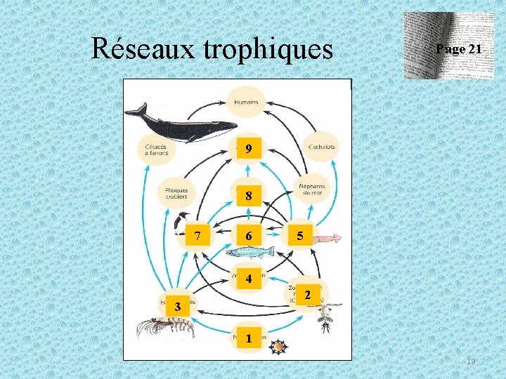 Réseaux trophiques Page 21 9 8 7 6 5 4 2 3 1 19