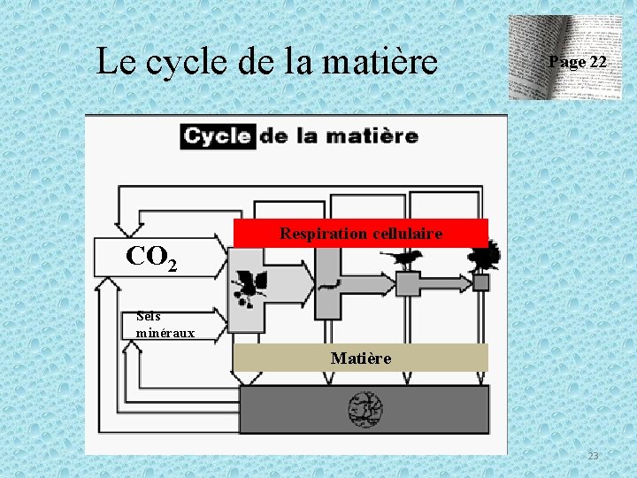Le cycle de la matière CO 2 Page 22 Respiration cellulaire Sels minéraux Matière