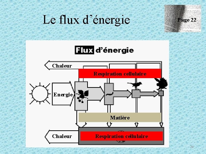 Le flux d’énergie Page 22 Chaleur Respiration cellulaire Energie Matière Chaleur Respiration cellulaire 24