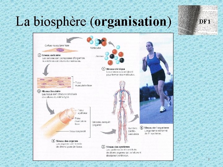 La biosphère (organisation) DF 1 3 