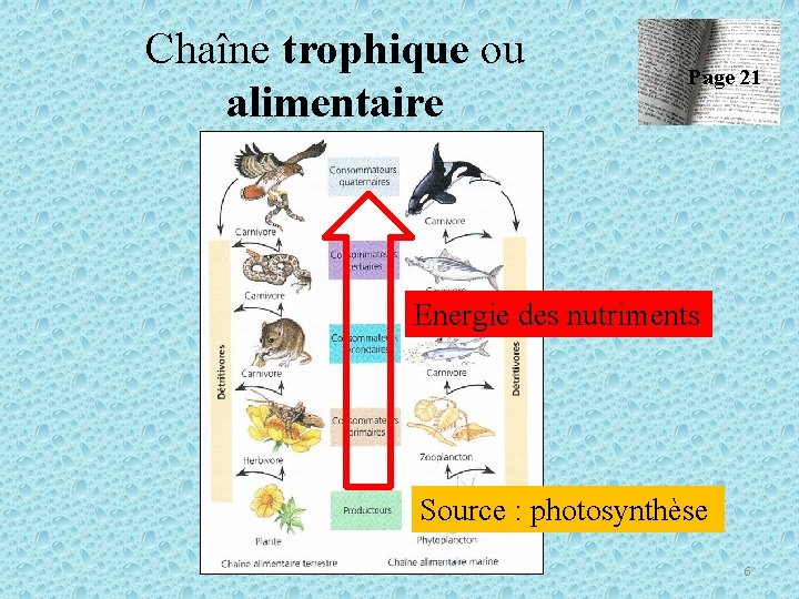 Chaîne trophique ou alimentaire Page 21 Energie des nutriments Source : photosynthèse 6 