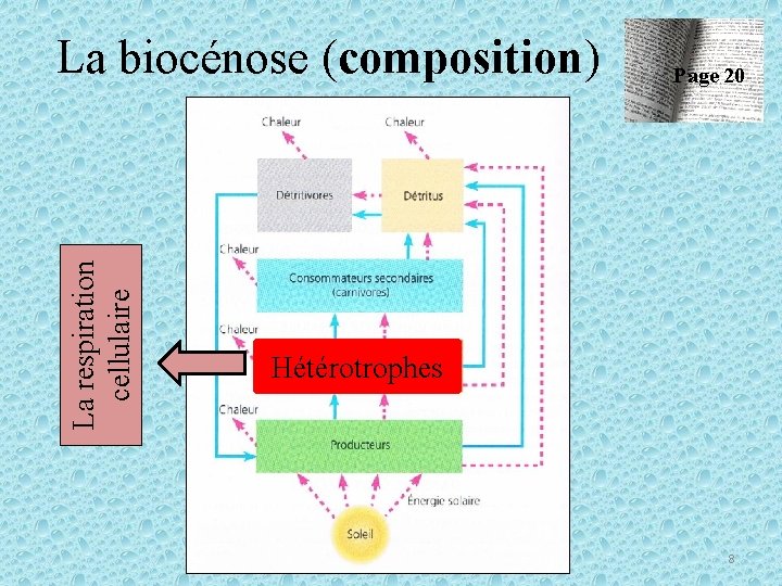 La respiration cellulaire La biocénose (composition) Page 20 Hétérotrophes 8 