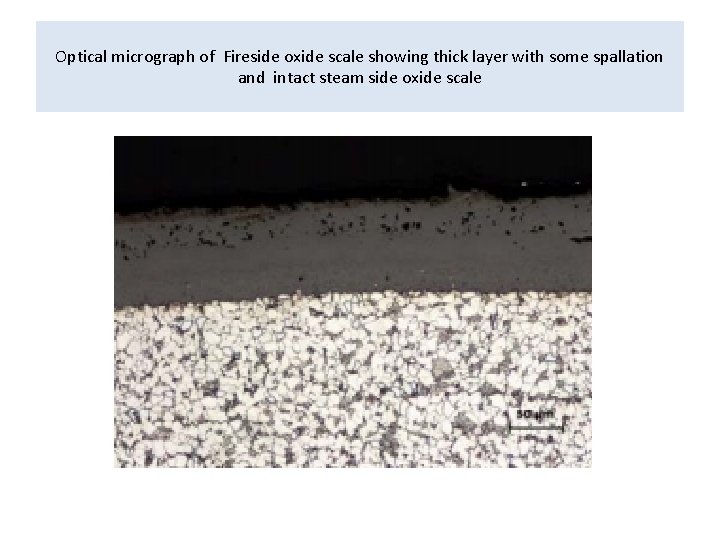 Optical micrograph of Fireside oxide scale showing thick layer with some spallation and intact