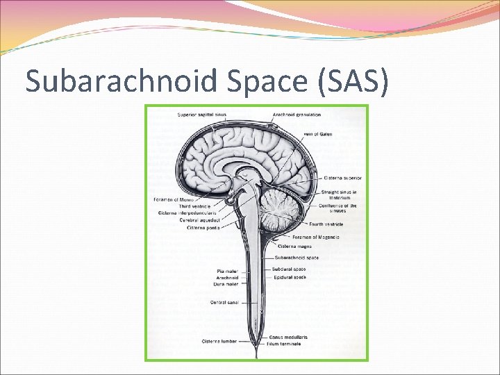 Subarachnoid Space (SAS) 